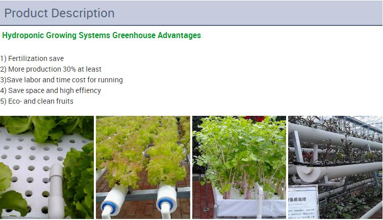 Hydroponic System Tomato Greenhouse