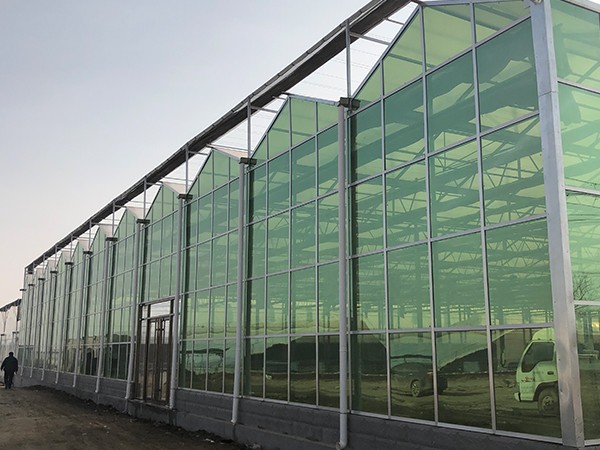 Tomato Greenhouse with Venlo Floated Glass