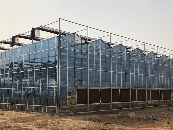 Venlo Glass Greenhouse