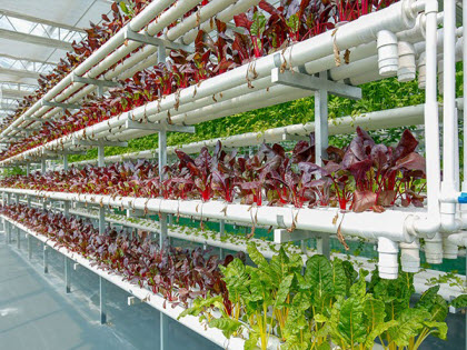 Hydroponic Greenhouse