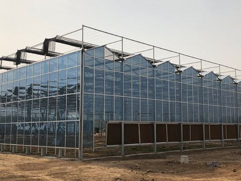 Leaf Vegetable Greenhouses