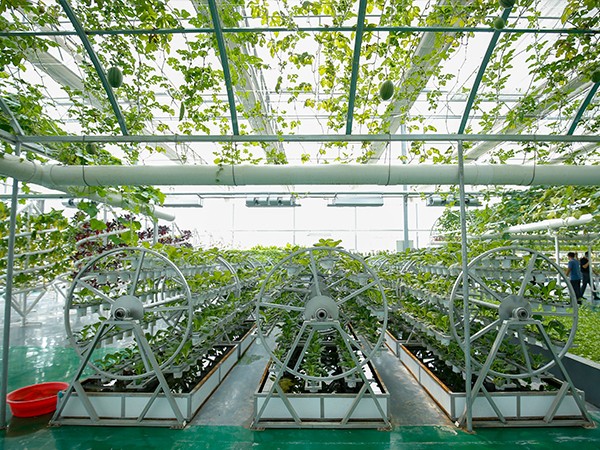 Hydroponic Systems