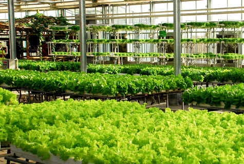 Commercial Greenhouses in the Middle East