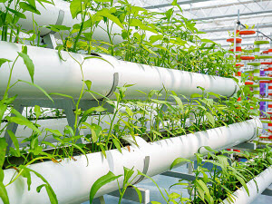 Commercial Greenhouses in the Middle East