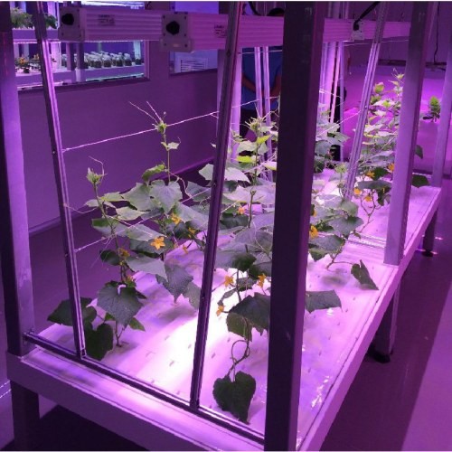 hydroponic farm within shipping containers