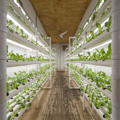 Hydroponic Fodder Farm in China