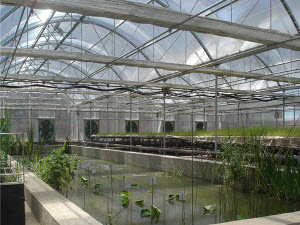 Glass Greenhouse