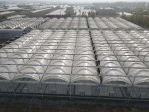 Polycarbonate Sheets in Greenhouse