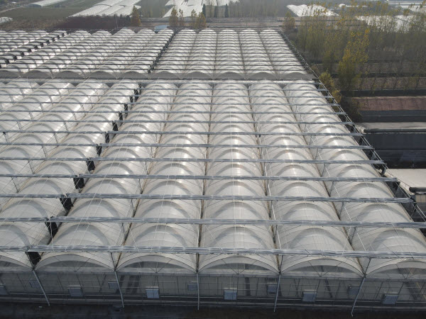 Commercial Greenhouses