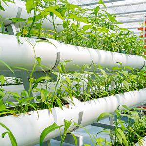 Benefits of a Hydroponic Greenhouse