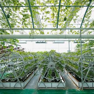 The Advantages of Using Hydroponics in Container Greenhouse Vegetable Gardens