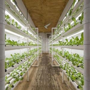 Year-Round Cultivation with Hydroponic Shipping Containers