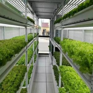 Grow Vegetables in Shipping Containers