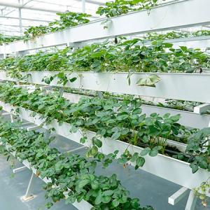 Commercial Greenhouse Farming Water Management in Middle East