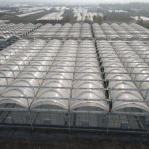 Automation and Technology in Turkish Commercial Greenhouses