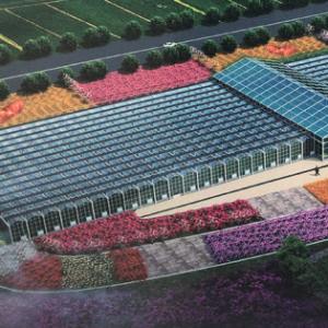 Cultivating in the Desert: Challenges and Solutions for Greenhouse Farming in the UAE