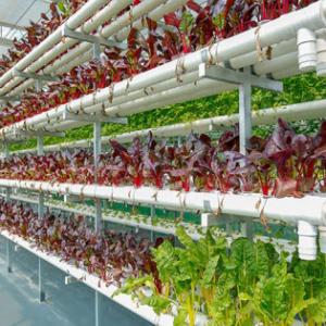 Investment Opportunities in Egypt Greenhouse Industry: Prospects and Challenges Investment Opportunities in Egypt Greenhouse Industry: Prospects and Challenges