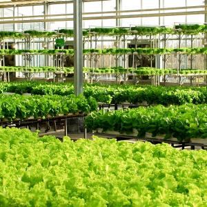 Technological Advancements in Chinese Polycarbonate Greenhouse Production