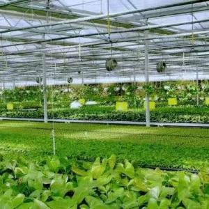 Intelligent Greenhouse Advantages: How Smart Agriculture Transforms Modern Farming