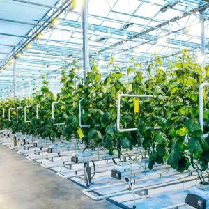 Greenhouse Humidity Management: Core Significance, Methods and Supporting Measure