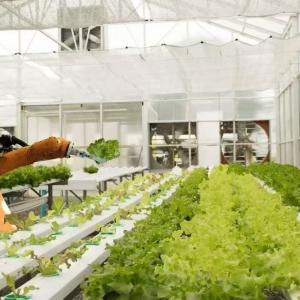 Methods of Soilless Vertical Cultivation in Vegetable Greenhouses