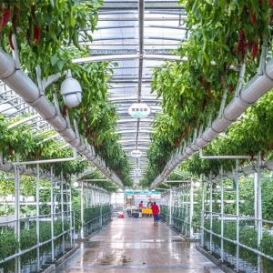 In-depth Analysis of Advantages and Disadvantages of New Smart Dutch Glass Greenhouses