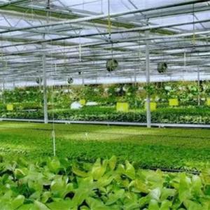 Standard for Slope Ratio of Multi-Span Greenhouse Standard for Slope Ratio of Multi-Span Greenhouse