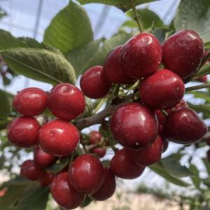 The cherries have turned red, and as a result, the farmers have become prosperous