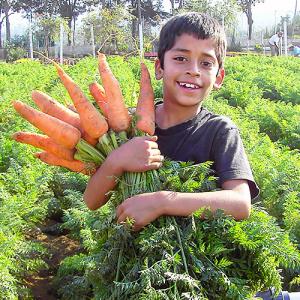 Novagric develops Solidarity Agricultural Projects