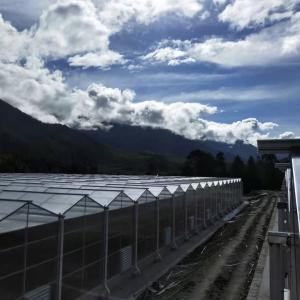 Polycarbonate Greenhouses: Enhancing Crop Yield and Quality Through Advanced Material Technology