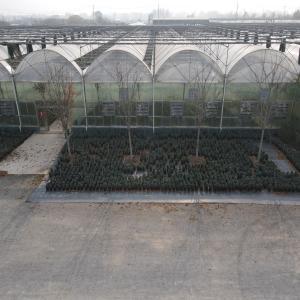 PE Film Greenhouse for Agriculture and Commercial