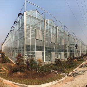 Tomato Greenhouse with Venlo Type Glass Panels from China Factory