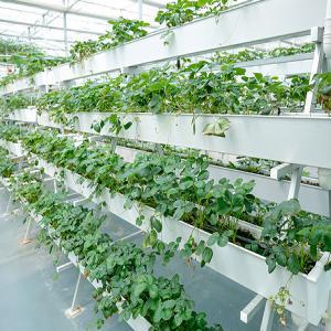 Commercial Hydroponic Systems Greenhouse from China Factory