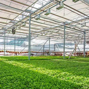 Custom Venlo Flower Greenhouse Custom Venlo Flower Greenhouse