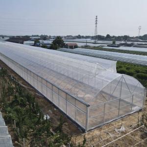 Gothic Multi-span Greenhouse 