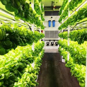 Shipping Container Vegetable Growing System