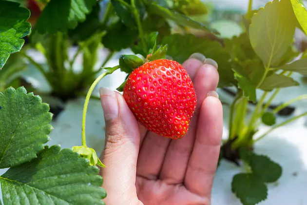 Off-Season Crop Cultivation Strawberry greenhouses in Canada Off-Season Crop Cultivation Strawberry greenhouses in Canada